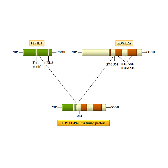 FIP1L1-PDGFRA Gene Rearrangement Detection